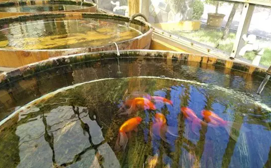 金魚(yú)大賽